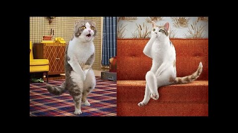 😹Cute Pets And Funny Animals Compilation