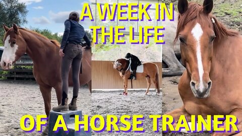 Train Horses With Me: R+ saddle breaking & more