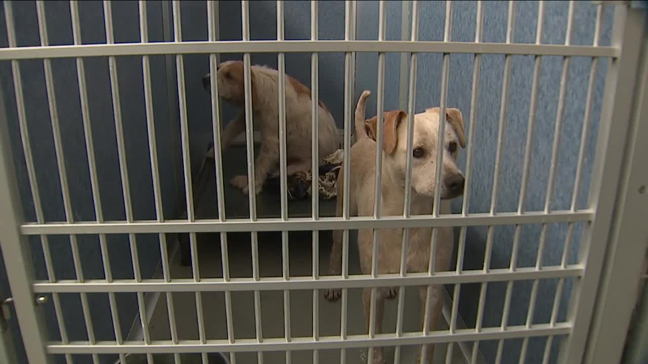 Coronavirus impact includes pet rescues, shelters