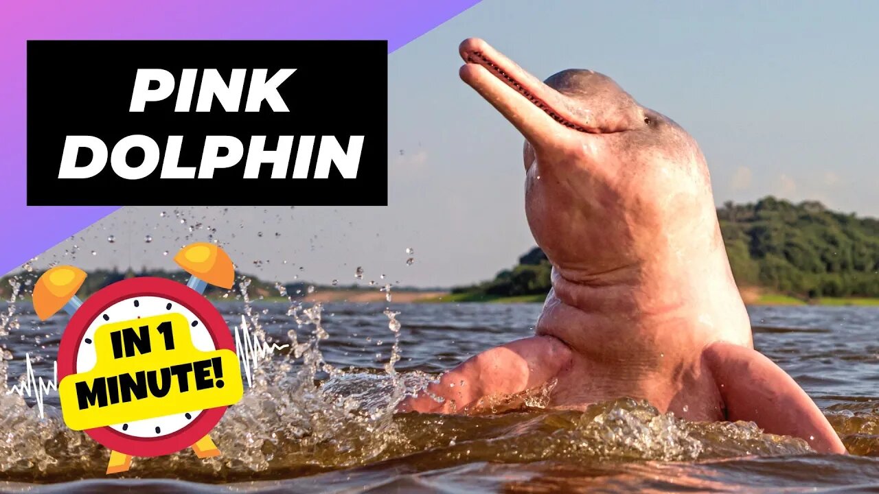 Pink Dolphin - In 1 Minute! 🐬 The UNBELIEVABLE Amazon Pink! | 1 Minute Animals