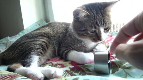 Cat Engineer Plays with Green Energy