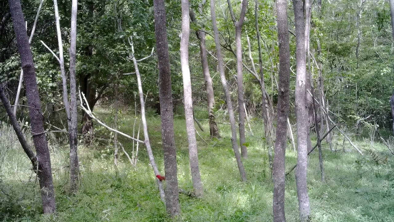 Squirrel blows it for male Cardinal