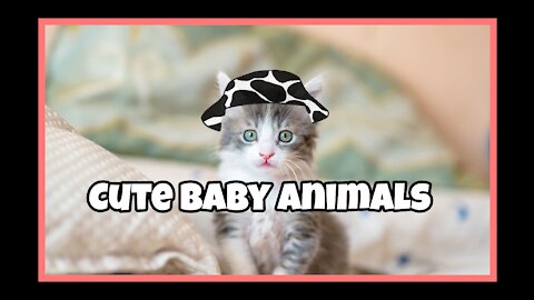 Cute Baby Animals videos compilation 😍 Best Funny Pets vídeos