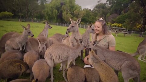 Learn all about Kangaroos and Wallabies-3