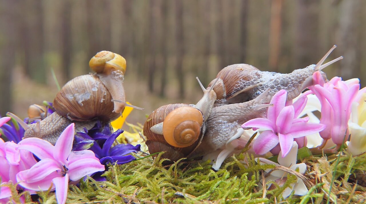 The Magical World of Snails