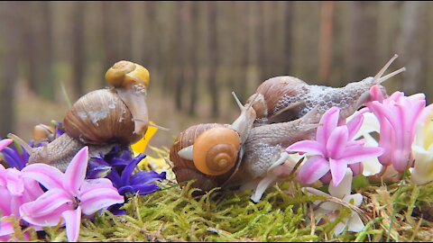 The Magical World of Snails