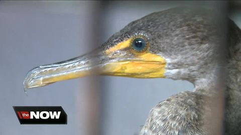 Red tide now impacting Pinellas Co. intracoastal waterways, seabirds