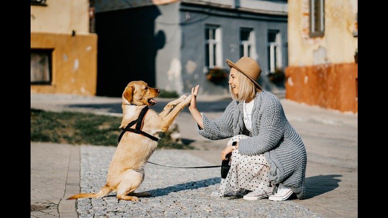 The dog and the family at the seashore