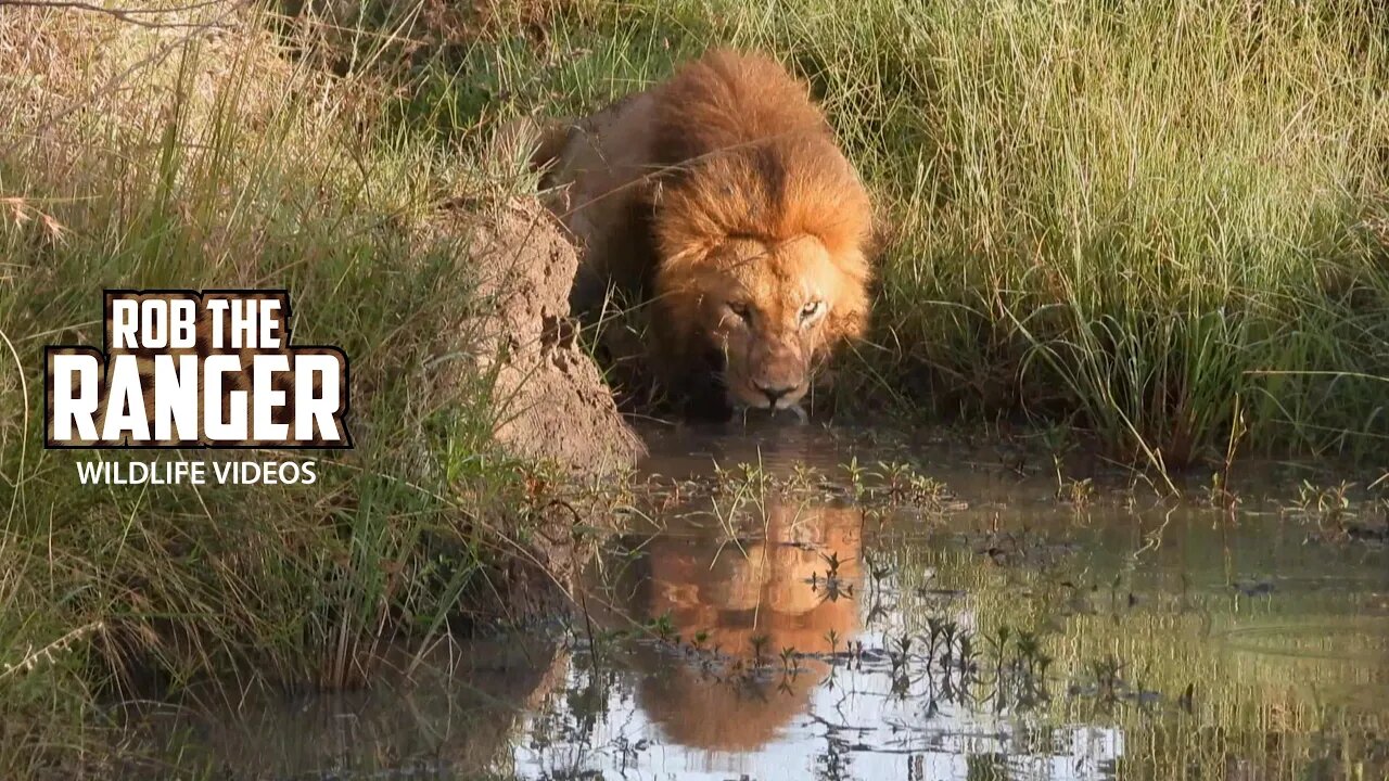 Lion Pride Feeds And Male Lion Drinks | Lalashe Maasai Mara Safari