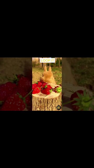 Relax With Jazz Music Cute Rabbit 4K UHD - Make mood happy , clam relax your mind in morning, night