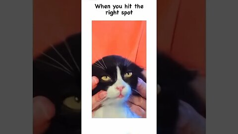 Funny Cat Meme