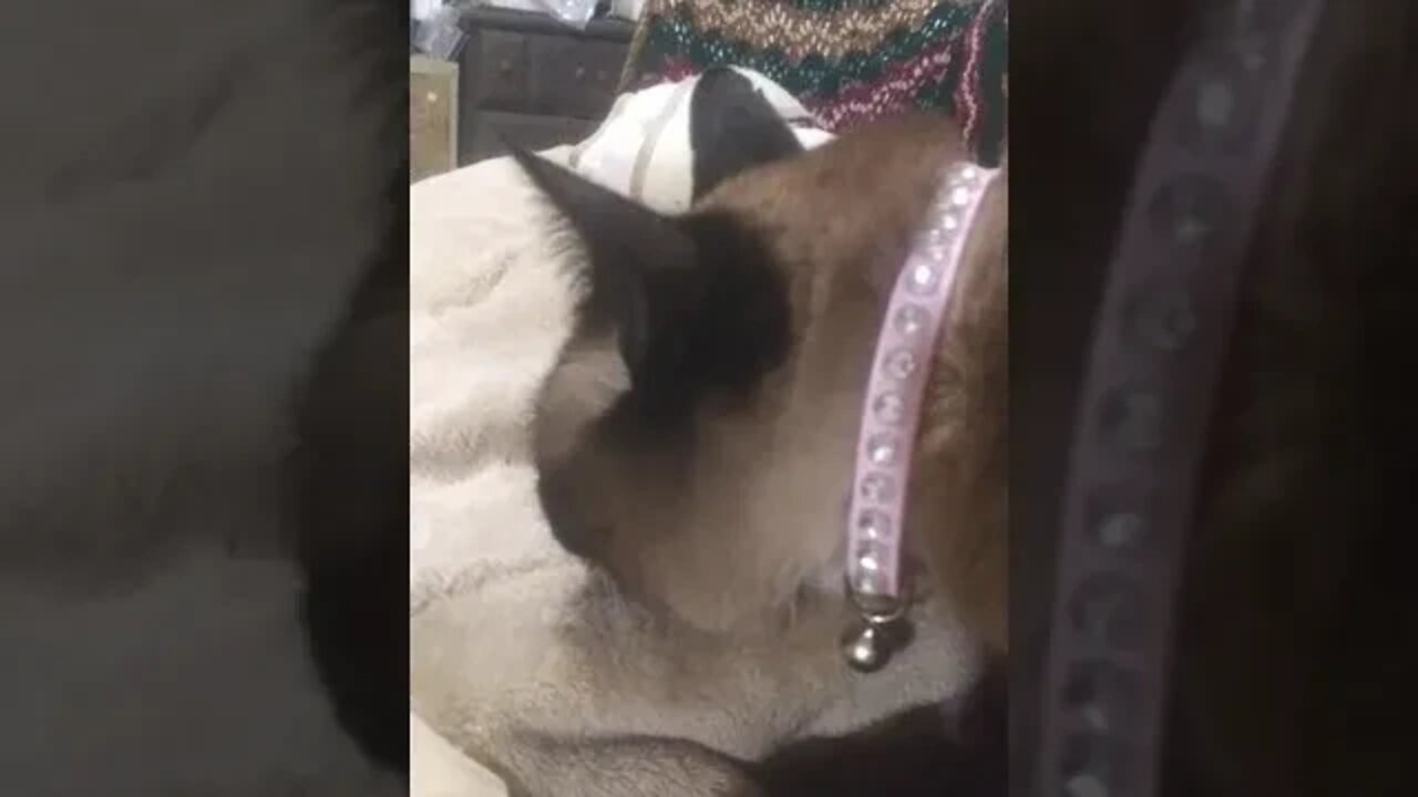 ERNASTINE GETTING READY FOR BED #catsofyoutube