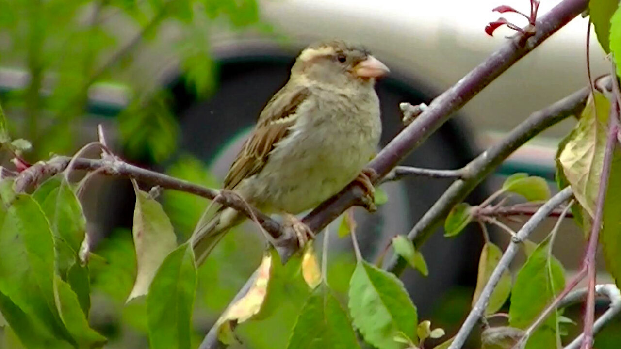 IECV NV #612 - 👀 Young House Sparrow Hanging Out In The Weeping Cherry Tree 6-5-2018