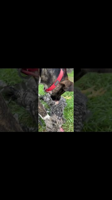 Shepherd Mix Plucking & Eating Chicken.🐓🐕 #shorts #rawfeeding #shepherdmix