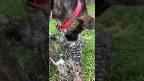 Shepherd Mix Plucking & Eating Chicken.🐓🐕 #shorts #rawfeeding #shepherdmix