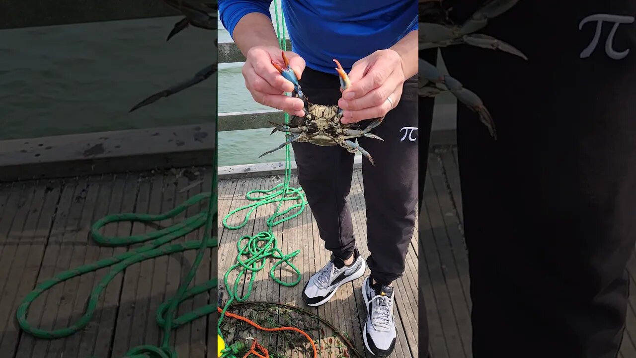 More Blue Crabs #13