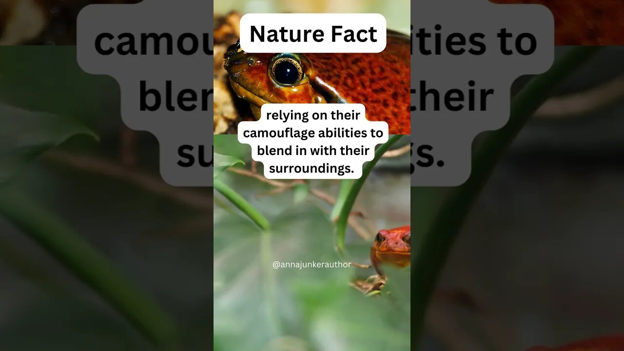 Discover the Surprising Fact About Red Frogs #shorts #naturefacts #inspiredaily