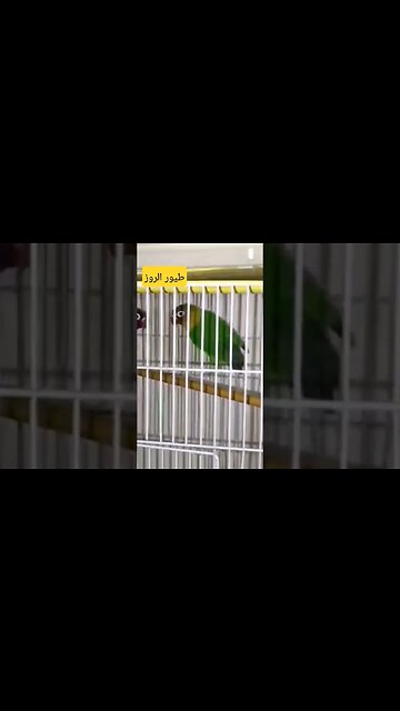 طيور الروز الناذرة كيوت روعة