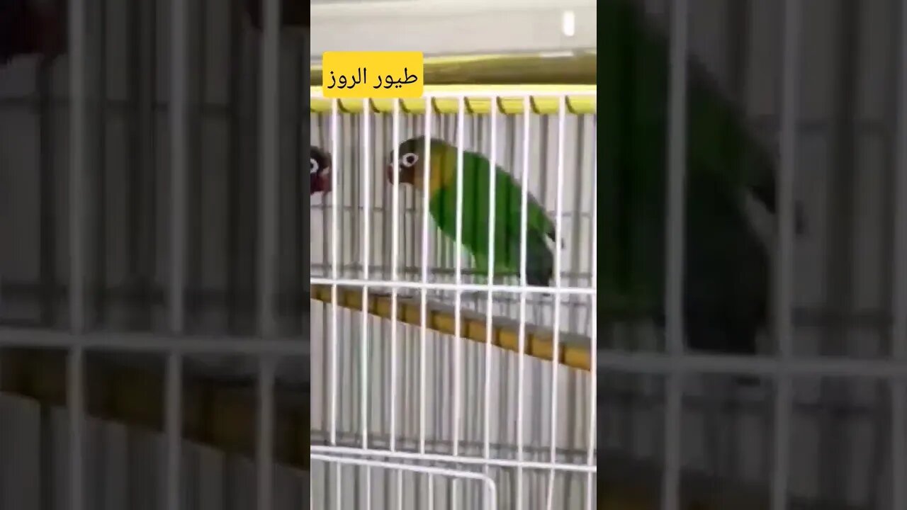 طيور الروز الناذرة كيوت روعة
