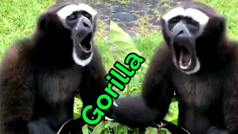 Amazing Gorilla | Funny Monkey