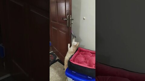 Cat getting a new toy #funnycats #shorts