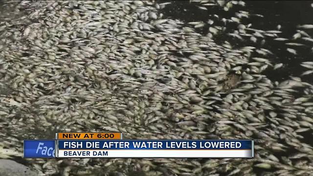 Thousands of fish dead in Beaver Dam after water levels lowered