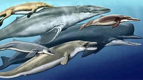 How Whales Evolved From Prehistoric Wolves - Full Documentary