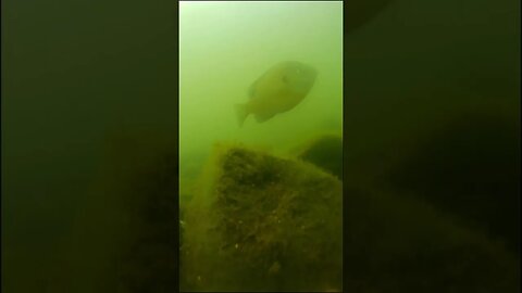 bass fingerling