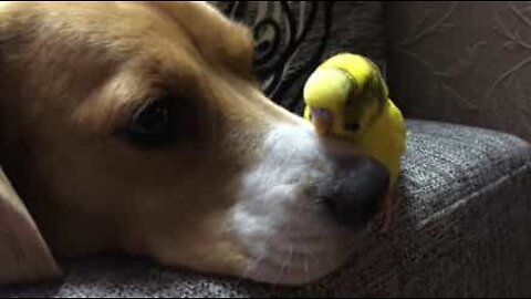 Cãozinho e periquito formam uma amizade improvável