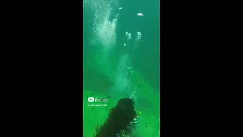 Diving at Busselton Jetty WA