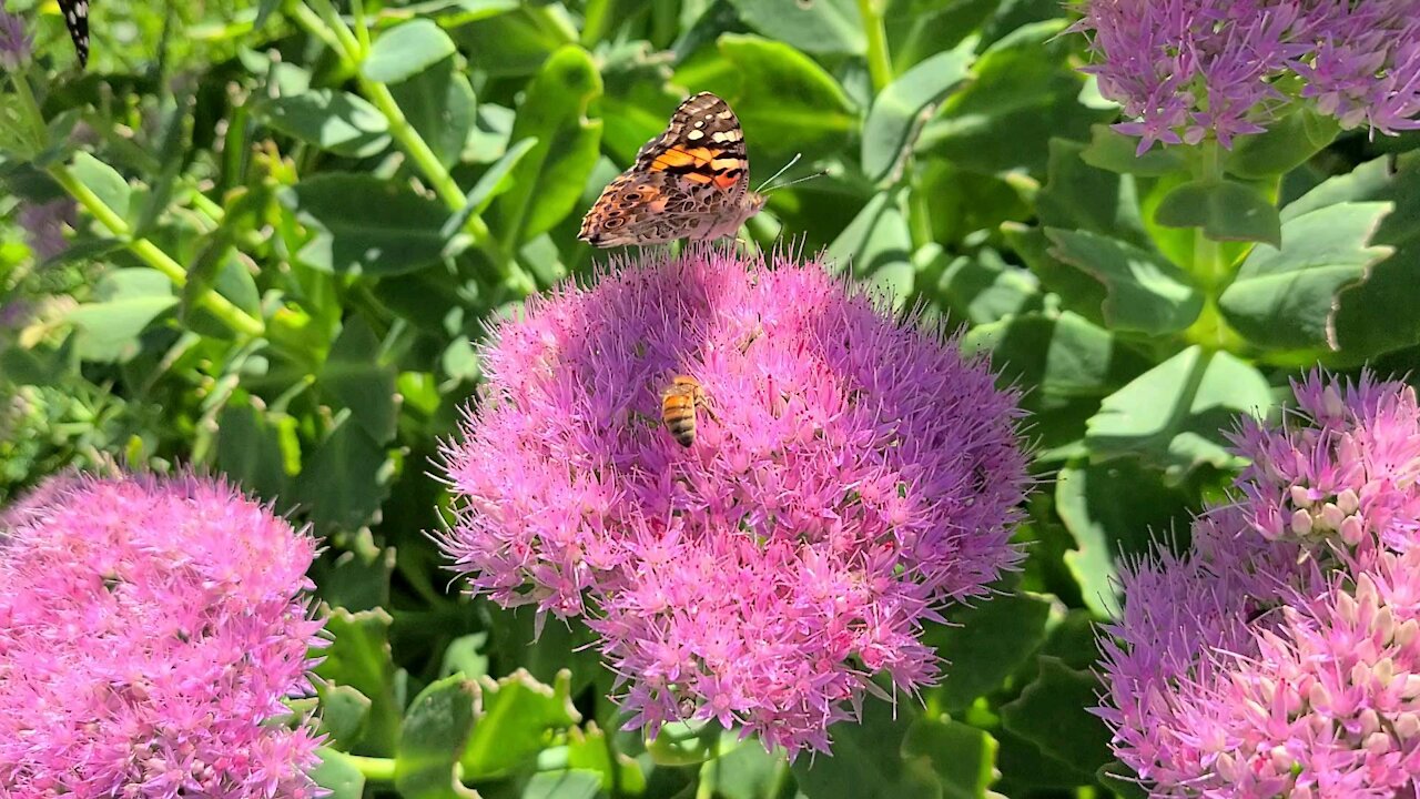 Beautiful fall flowers and butterflies