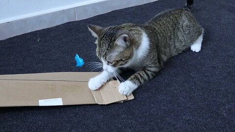 Cat Finds the Easter Eggs