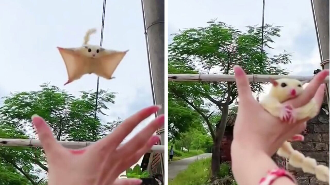 What's Amazing The Flying Cute Animal .Amazing