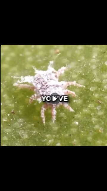 You've been eating these insects your entire life.