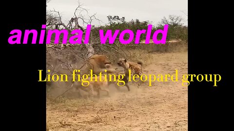 animal world Lion fighting leopard group