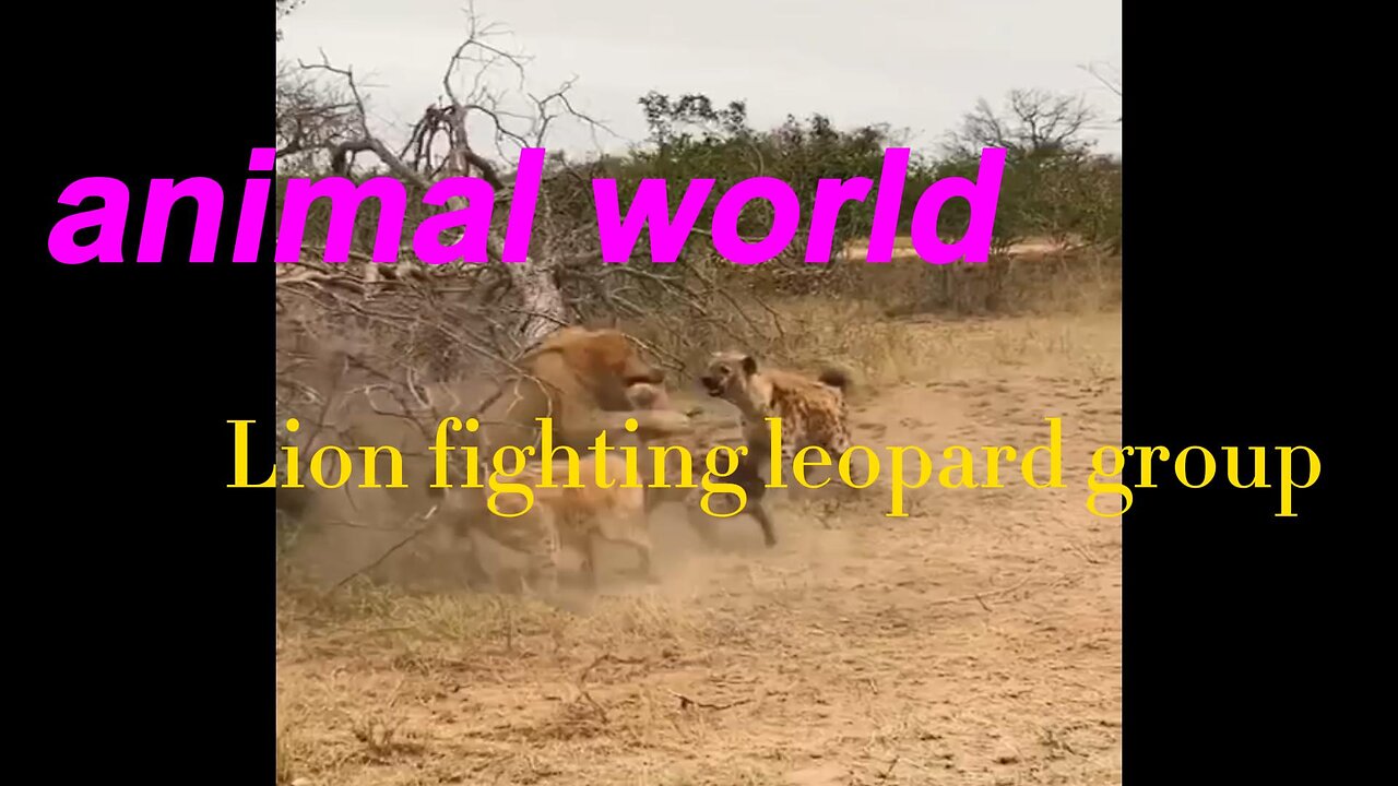 animal world Lion fighting leopard group