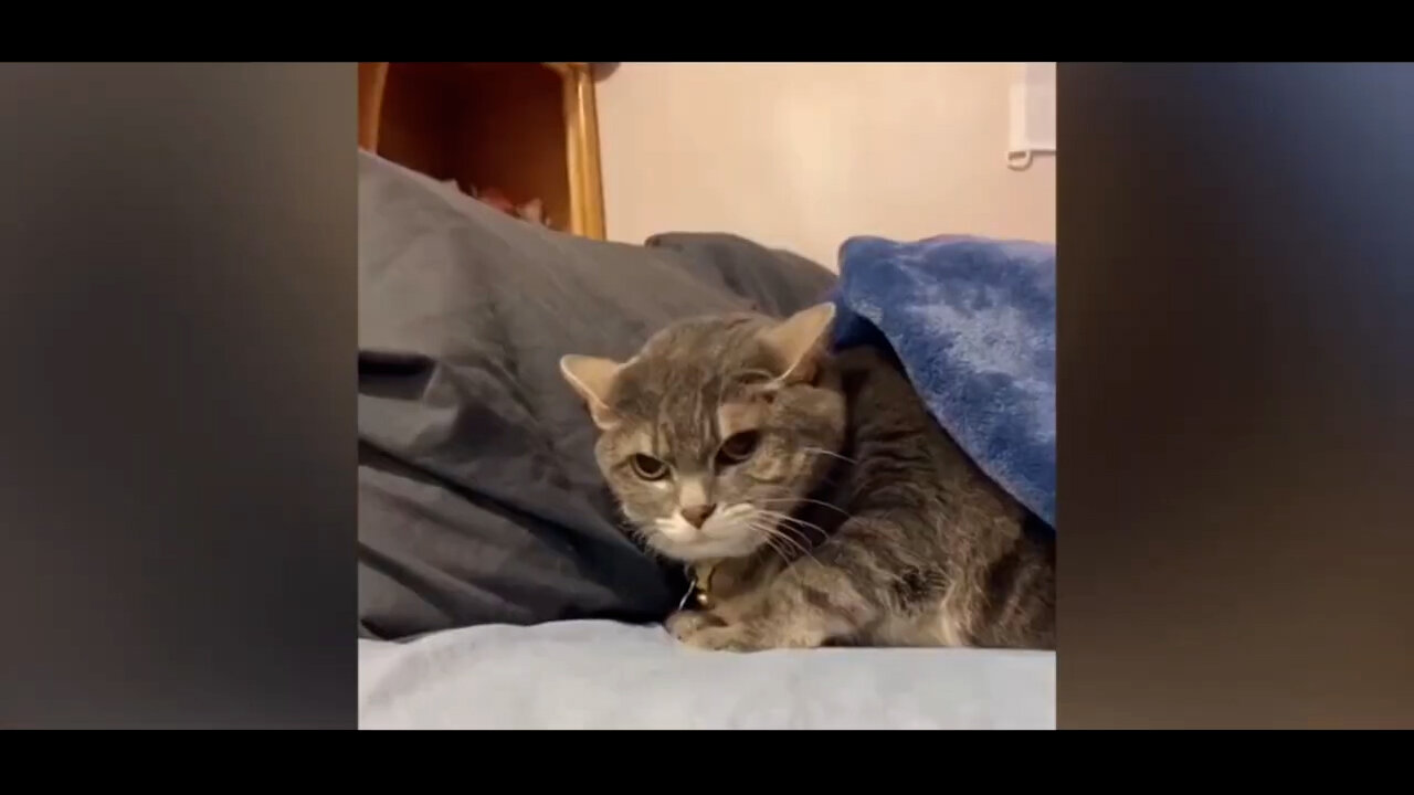 Cat listening to music.