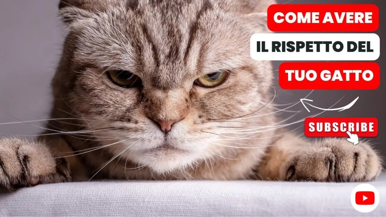 10 TRUCCHI infallibili per andare d'accordo con il tuo GATTO [anche se non ti sopporta]