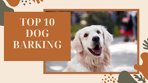 TOP 10 dog barking videos compilation Funny