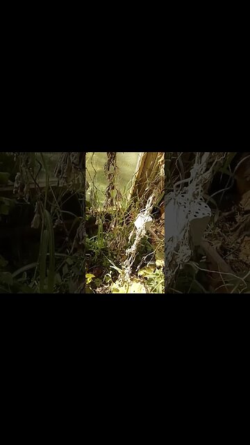 Gurken Saatgut gewinnen #shorts