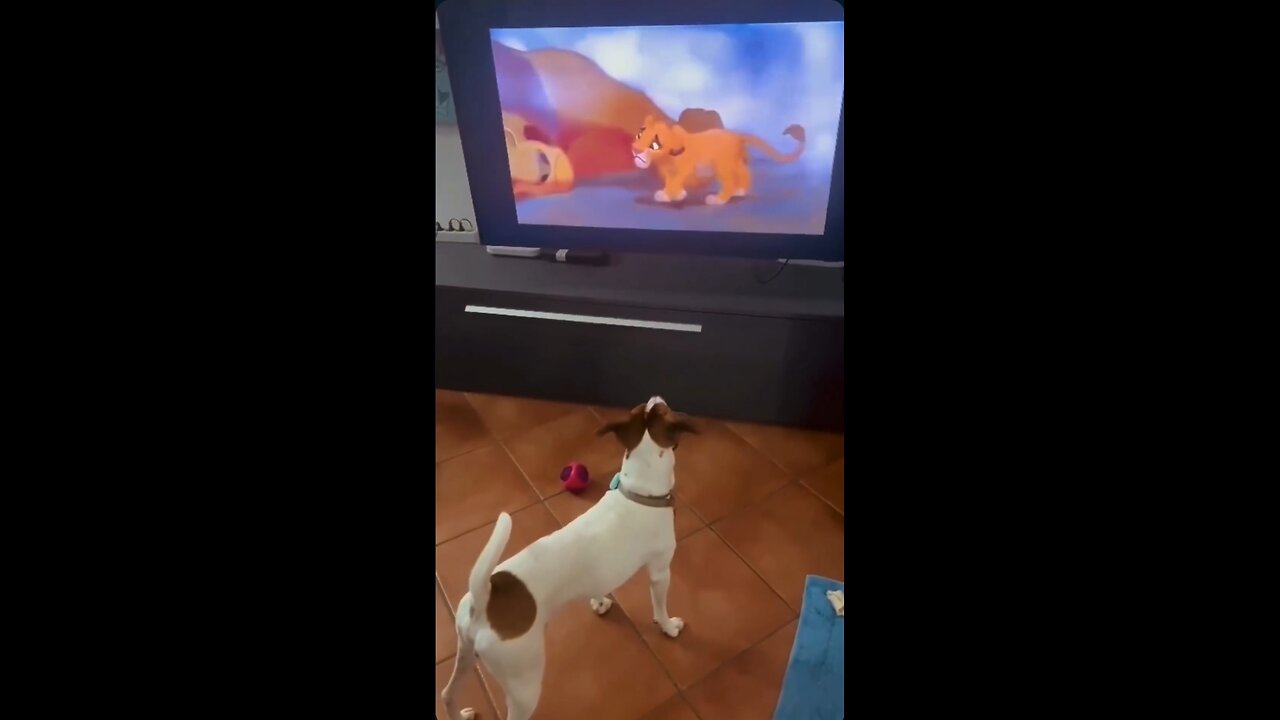cute dog 🐶 Reaction priceless