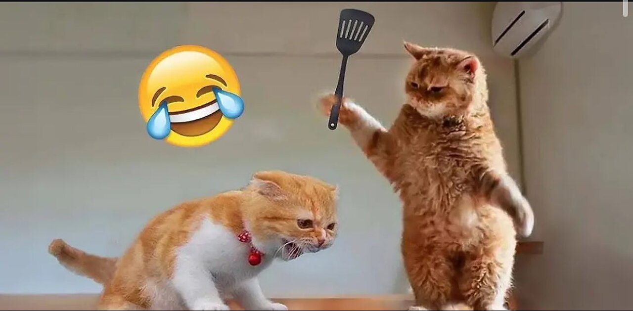 Funny Cats And Dogs Videos 😂