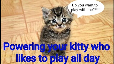 how to disable a playful cat