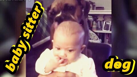 baby sitter dog