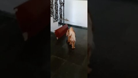 #dogshow , #animals , #dogs , #shorts