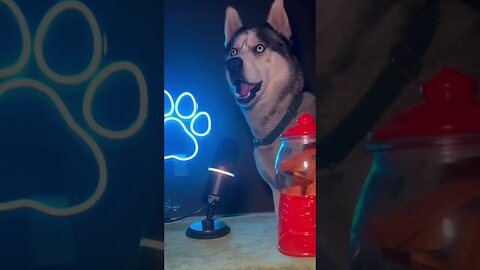Mum wants a new puppy (Pawcast #2) #cutedogs #dogs #husky #funnyhuskyvideo #talkinghusky #podcast