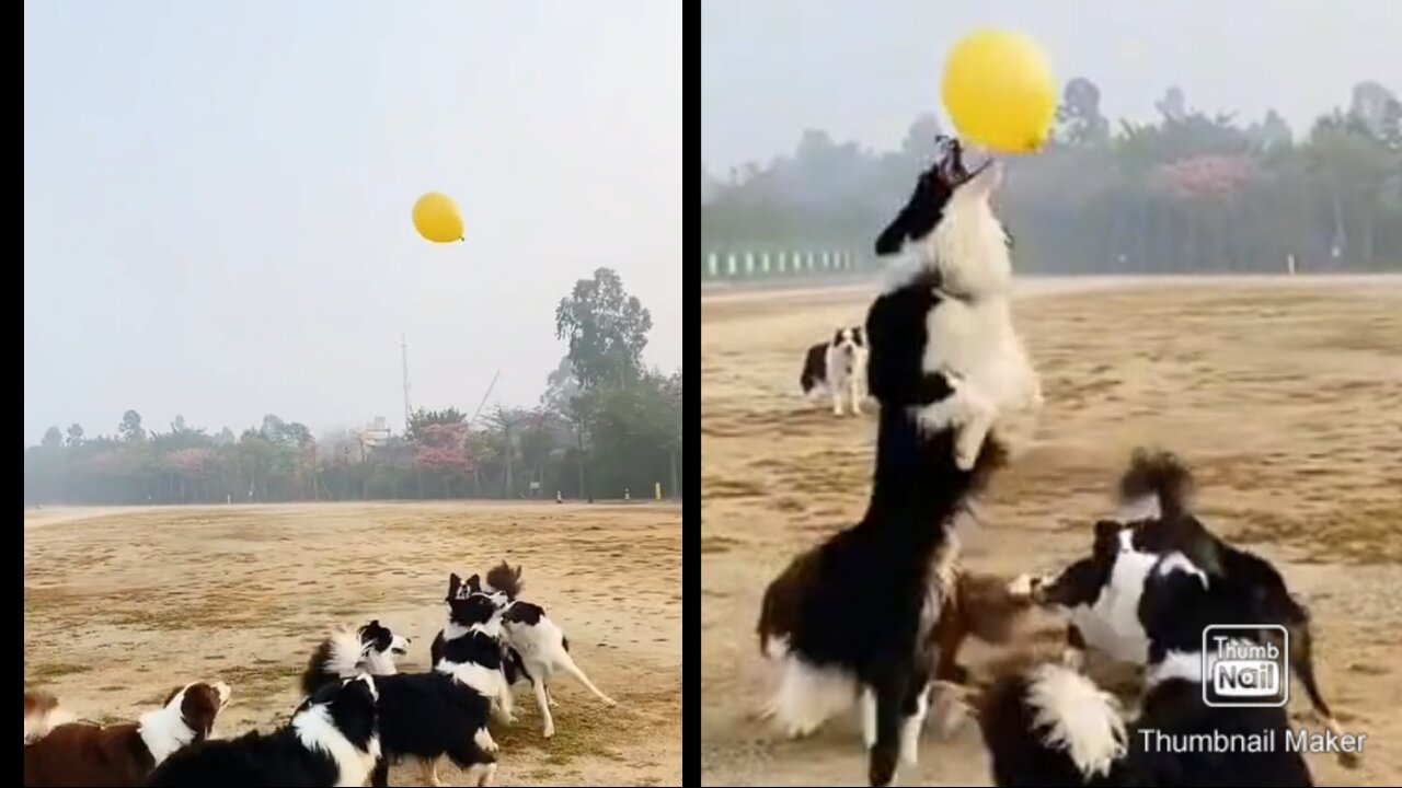 dog funny play video ..dog funny play video ..