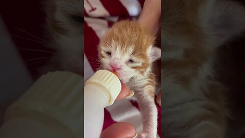Look at his eyes 😻 kitty