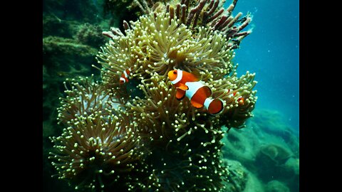 Relaxing Sleep Music in an Underwater Paradise