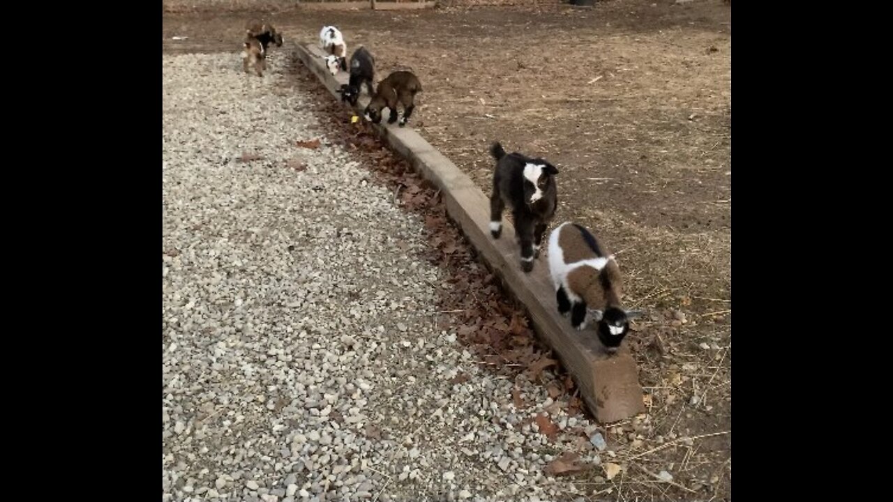 Baby Goats On Balance Beam